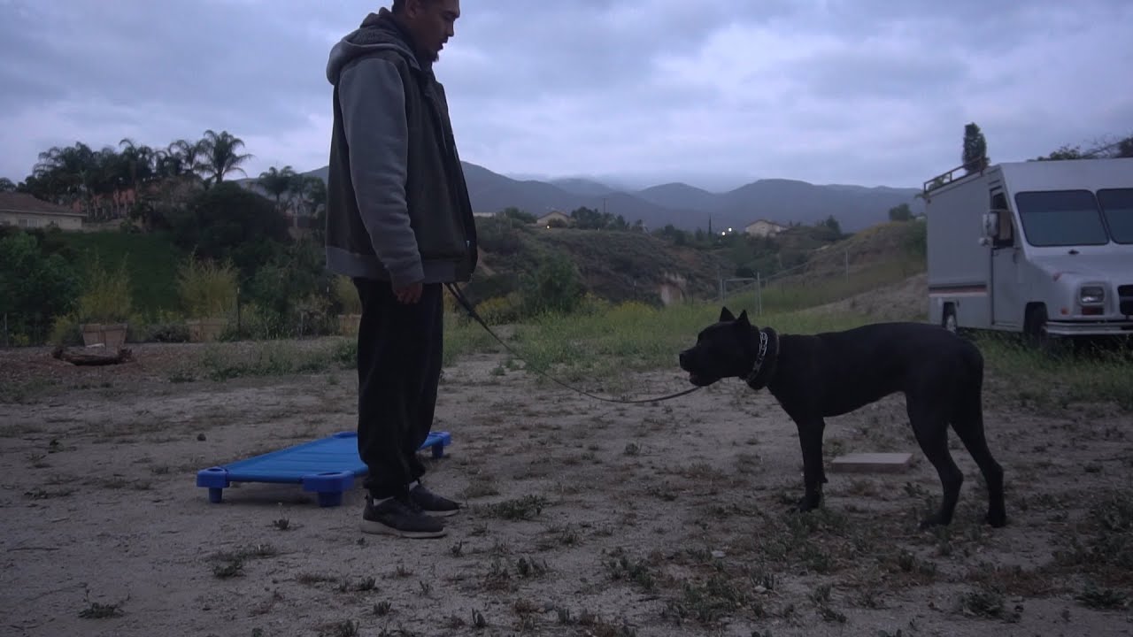 1 of 5 | Training 8month old Cane Corso pup - Building Trust/positive training/learning to play