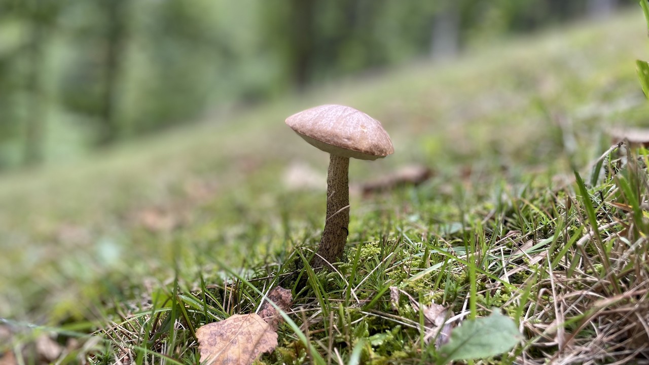 @14 - mountain walks, picking up mushroom & cats walking and following us