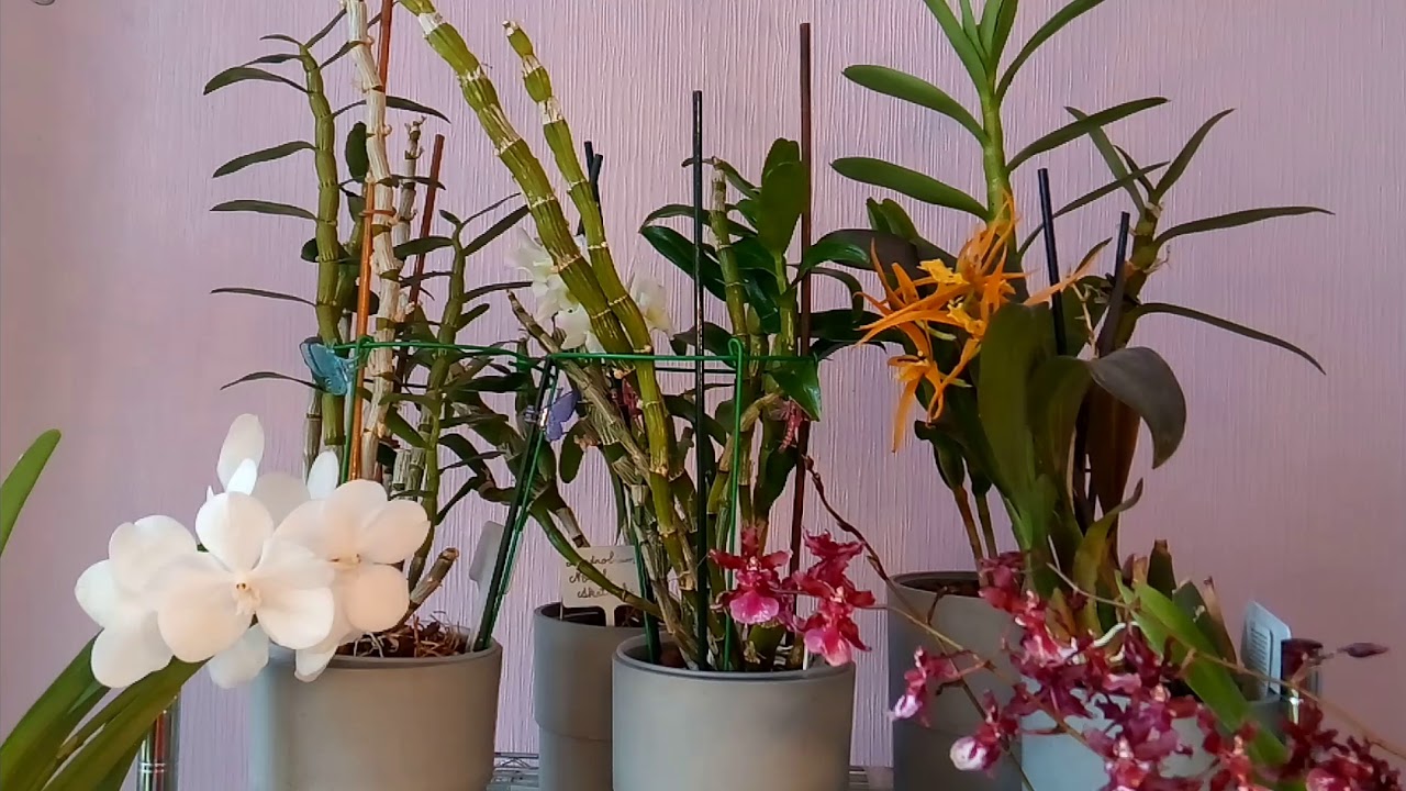 L'orchidée Dendrobium Nobile