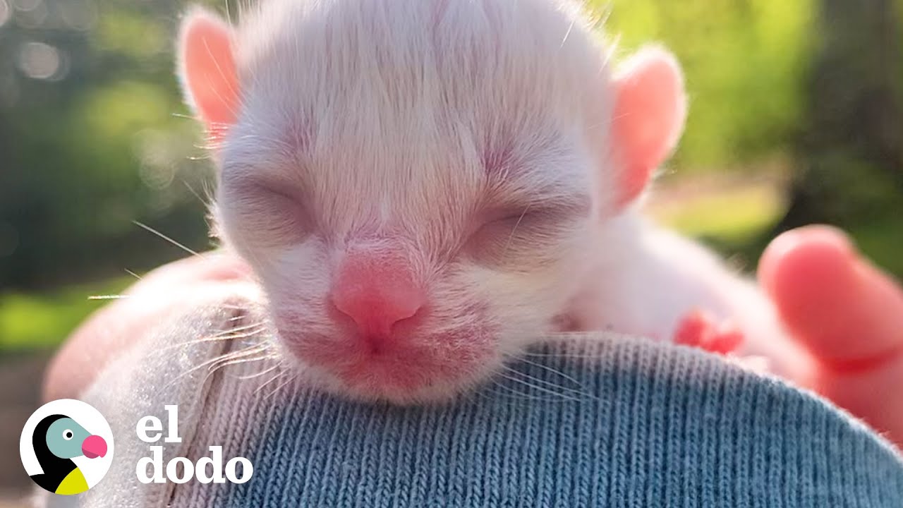 Una peque&ntilde;a gatita crece tan r&aacute;pido en tres meses | El Dodo