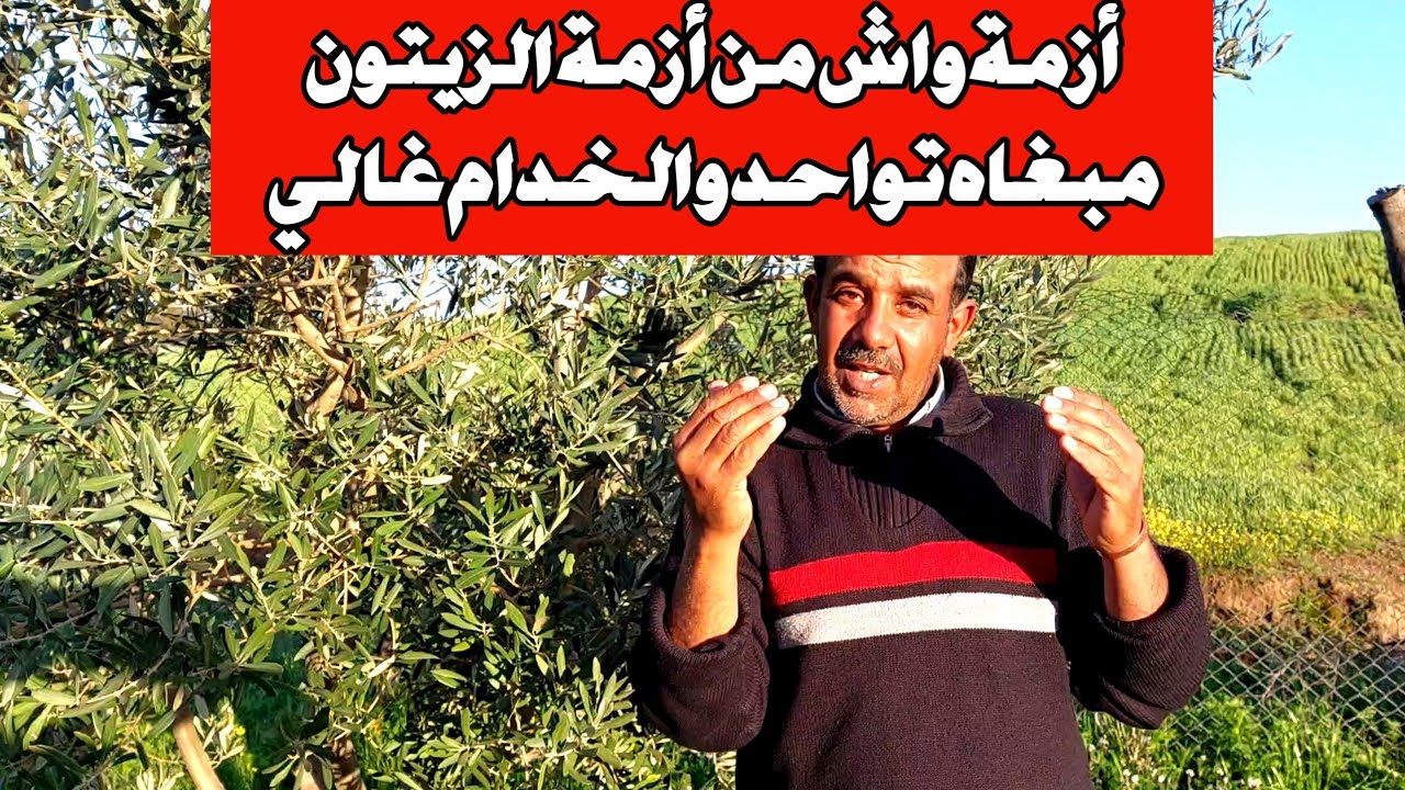 سوق الزيتون تحت الضغط: تراجع الأسعار وتأخر الجني إلى فبراير يثير مخاوف الفلاحين