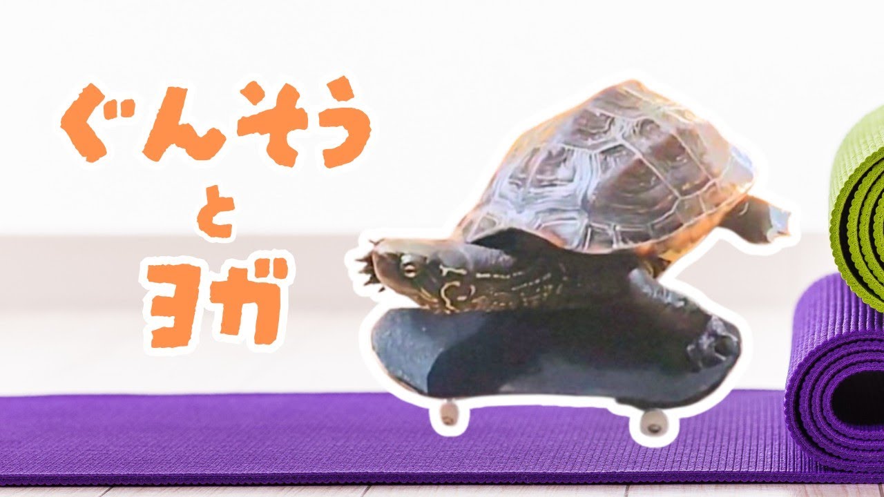 亀ヨガ【turtle yoga】