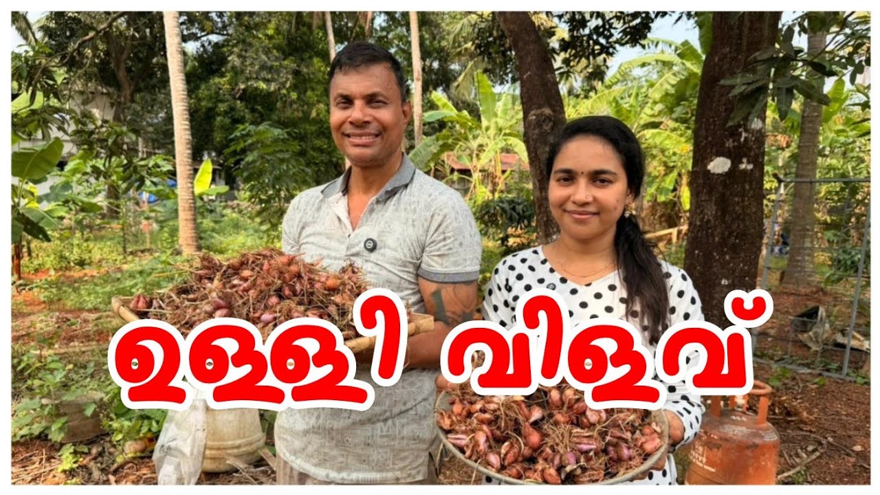 ജഗുവിന് ചെറിയൊരു അപകടം../Family vlog /onion harvest /Agriculture tips /Ginger harvest 