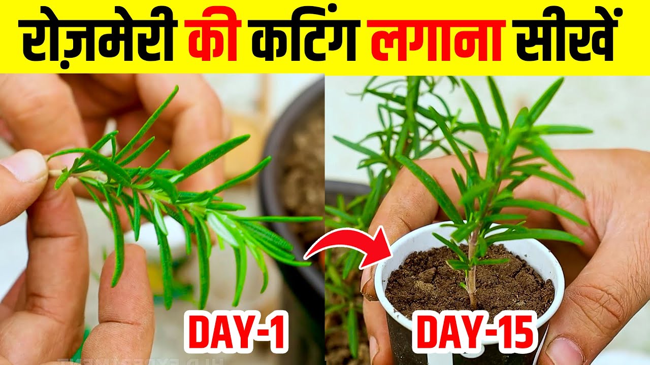 रोज़मेरी कटिंग लगाना | rosemary cutting kaise lagaen | How To Grow Propagate Rosemary From Cuttings