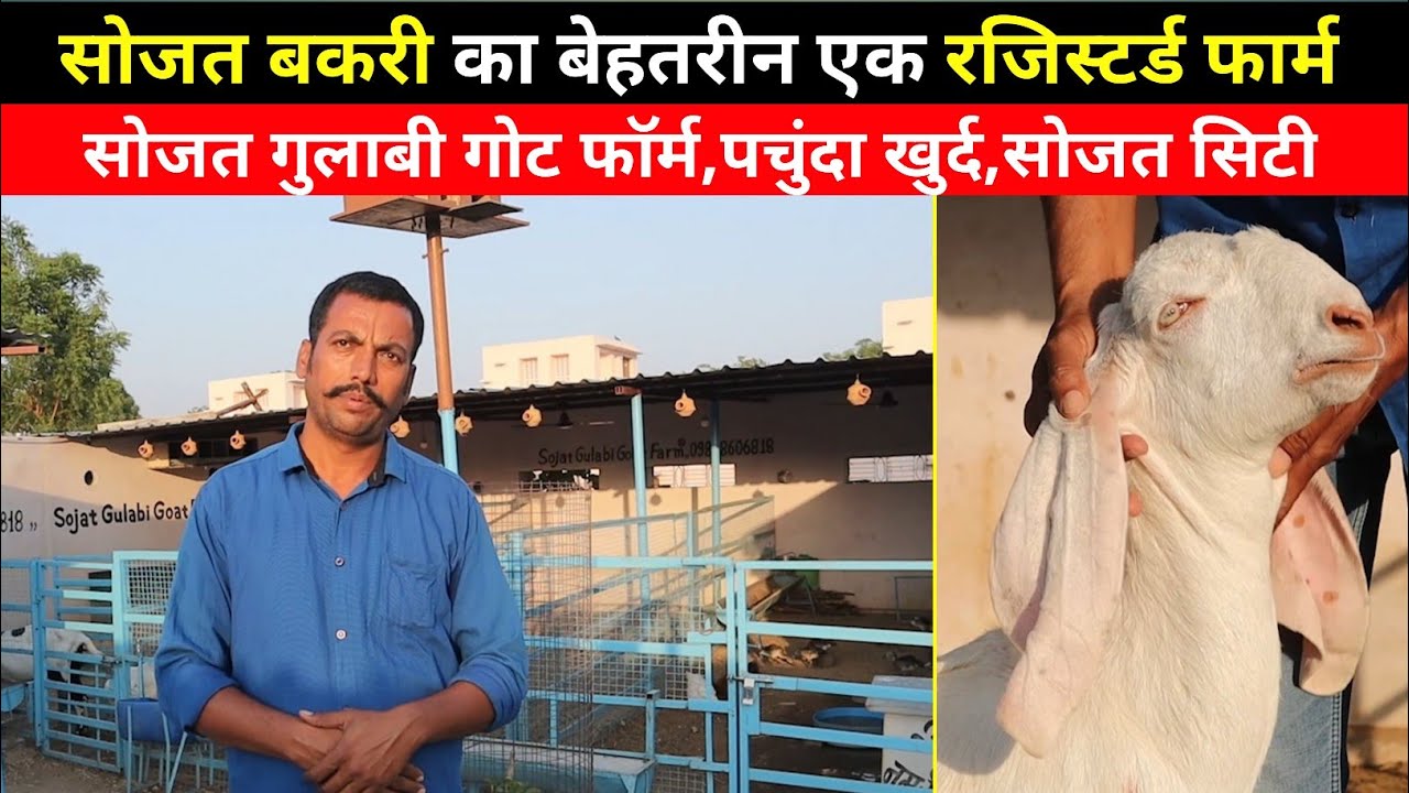 सोजत बकरी का बेहतरीन एक रजिस्टर्ड फार्म | sojat goat farming in India