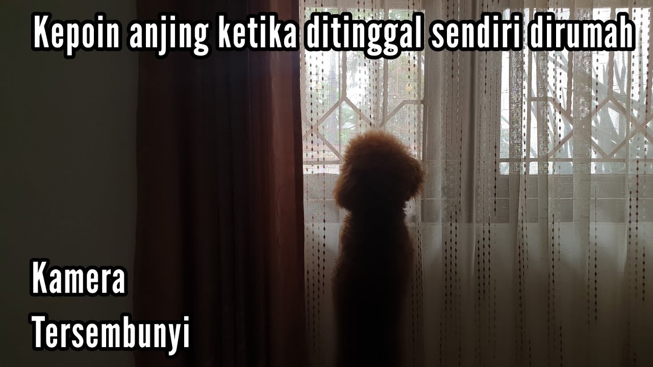 ANJING DITINGGAL SENDIRI DI RUMAH | KAMERA TERSEMBUNYI | DOG HOME ALONE