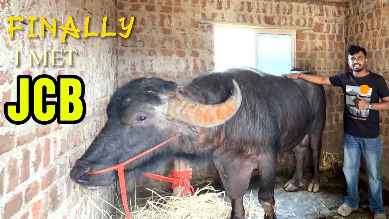 JCB AFTER MATCH🐃 || KEEP VIDEO FOR 1 MIN ||💗🐃🐃