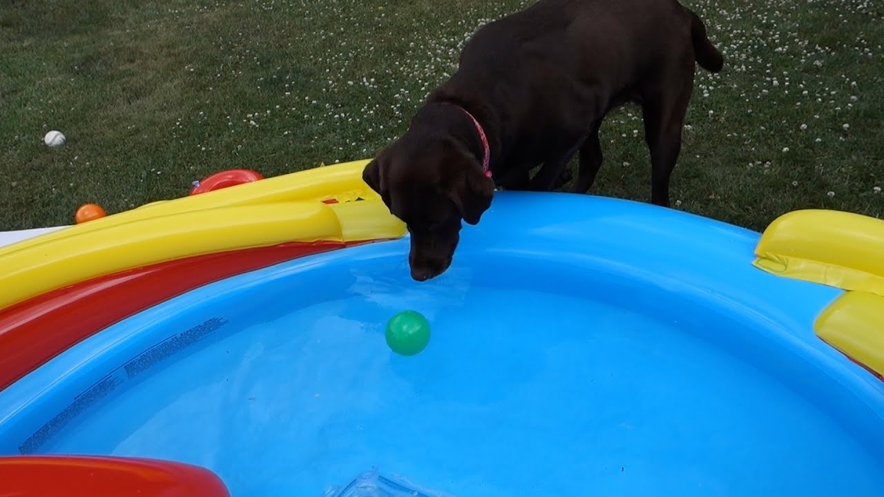 CHOCOLATE LAB POOL POPPER!