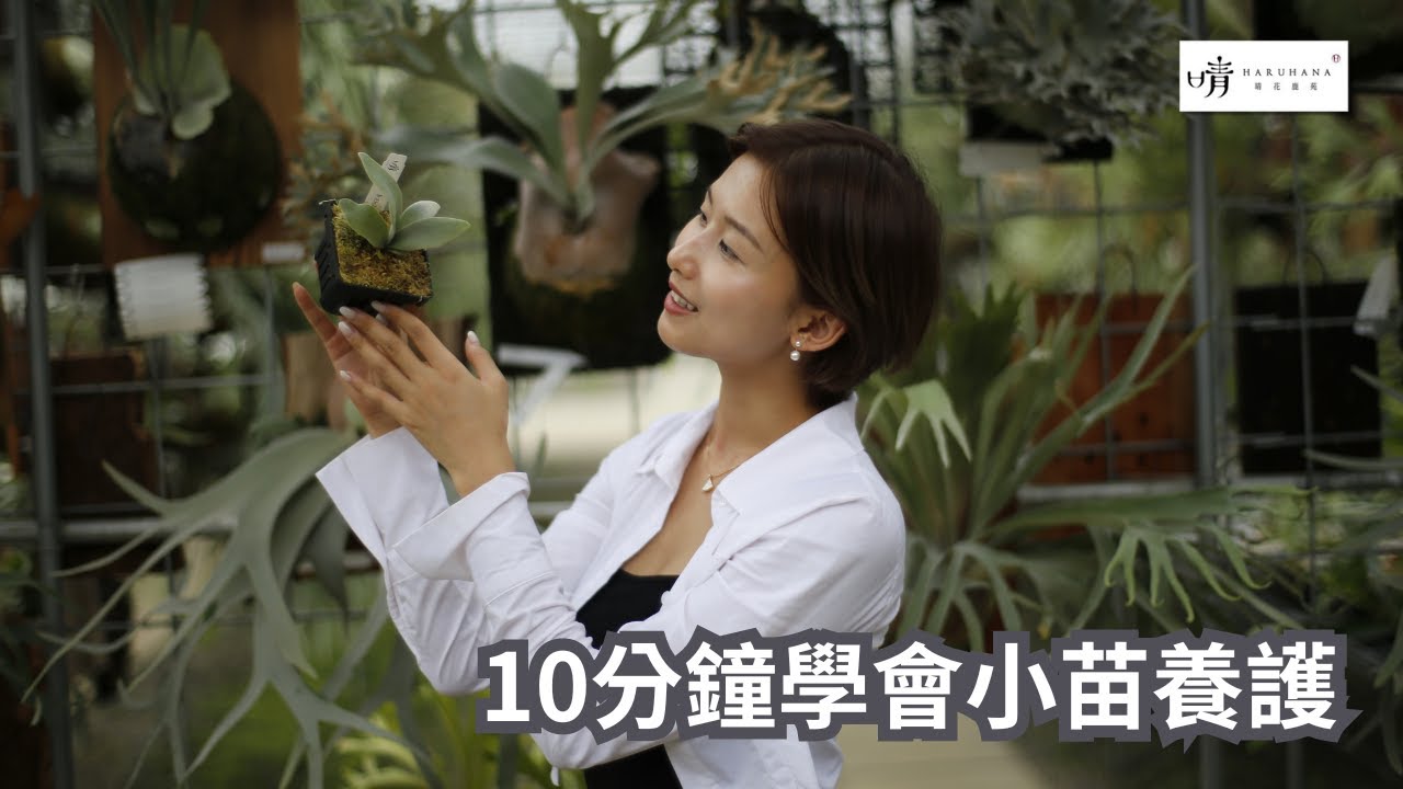 【晴花鹿苑-鹿角蕨養護篇】小苗、盆苗養護攻略分享及什麼時候可以幫鹿角蕨上板#鹿角蕨 #養護教學 #小苗養護