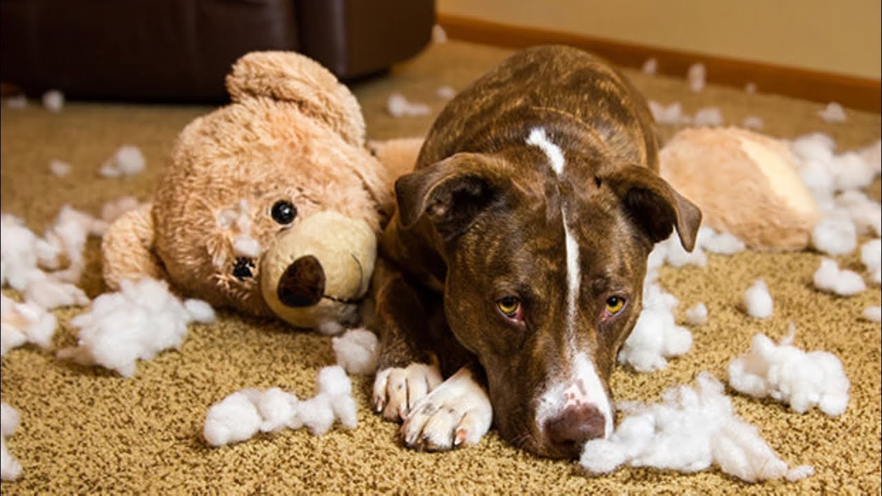 Guilty dogs funny dogs compilation