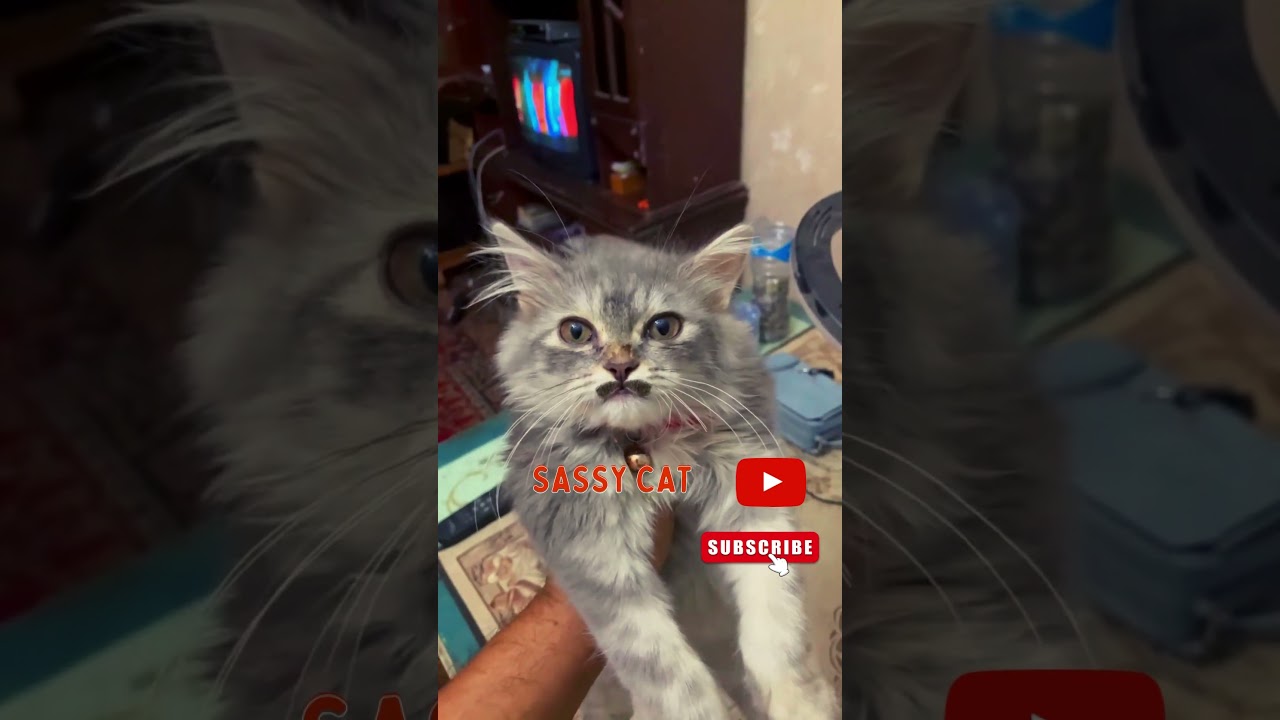 Sassy Cat | Sassy Say Meow 🤣😂