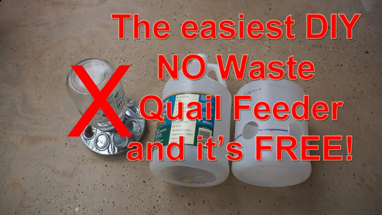 The easiest NO WASTE Quail Feeder and it's 100% FREE!