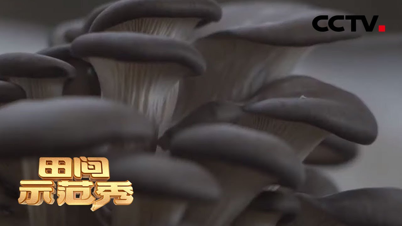 《田间示范秀》细管平菇产量高 20200526 | CCTV农业