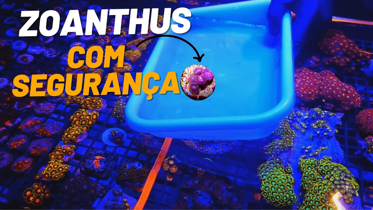 Fragmentando Zoanthus com o máximo de segurança