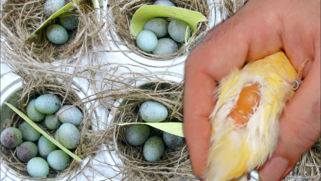 كل ما عليك فعله بعد أن تكتشف أن بيض أنثى الكناري غير مخصب