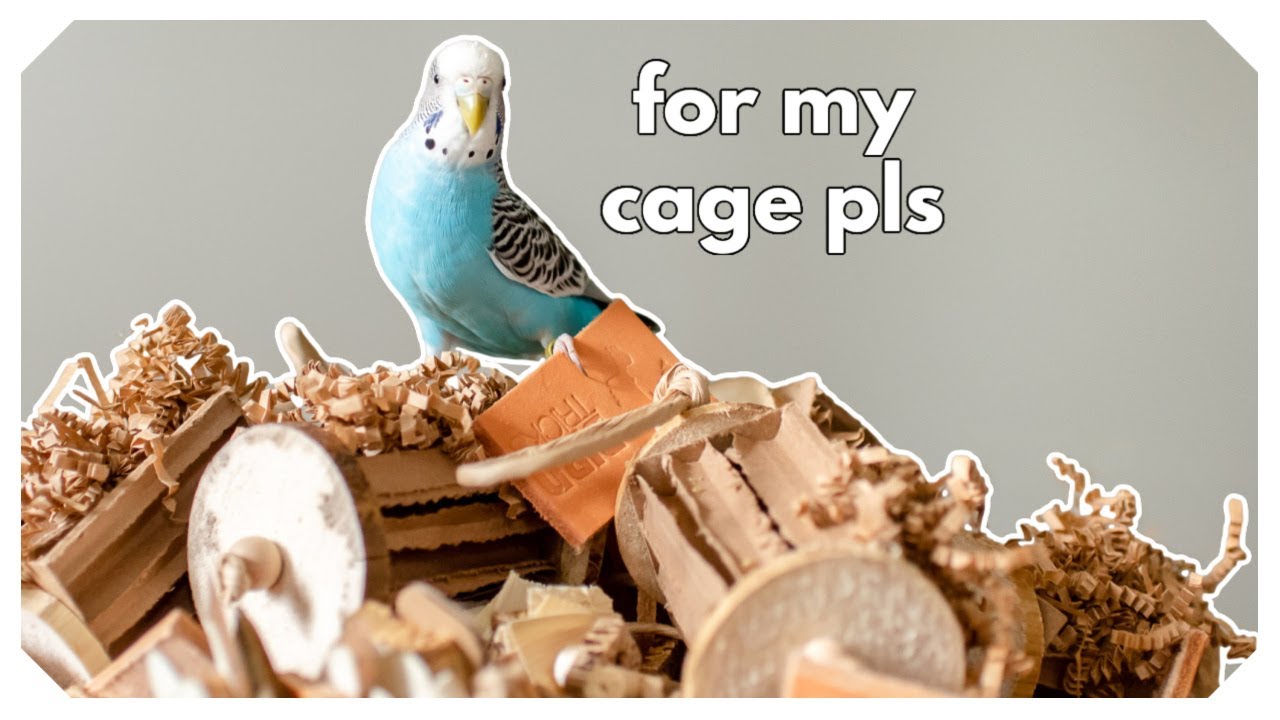 How Many Toys Should I Put In My Budgie's Cage?