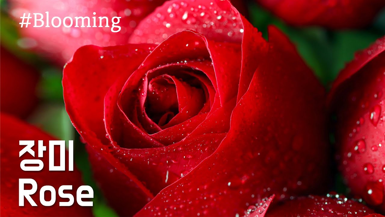 장미 꽃피는 모습 #1 / Rose / 개화