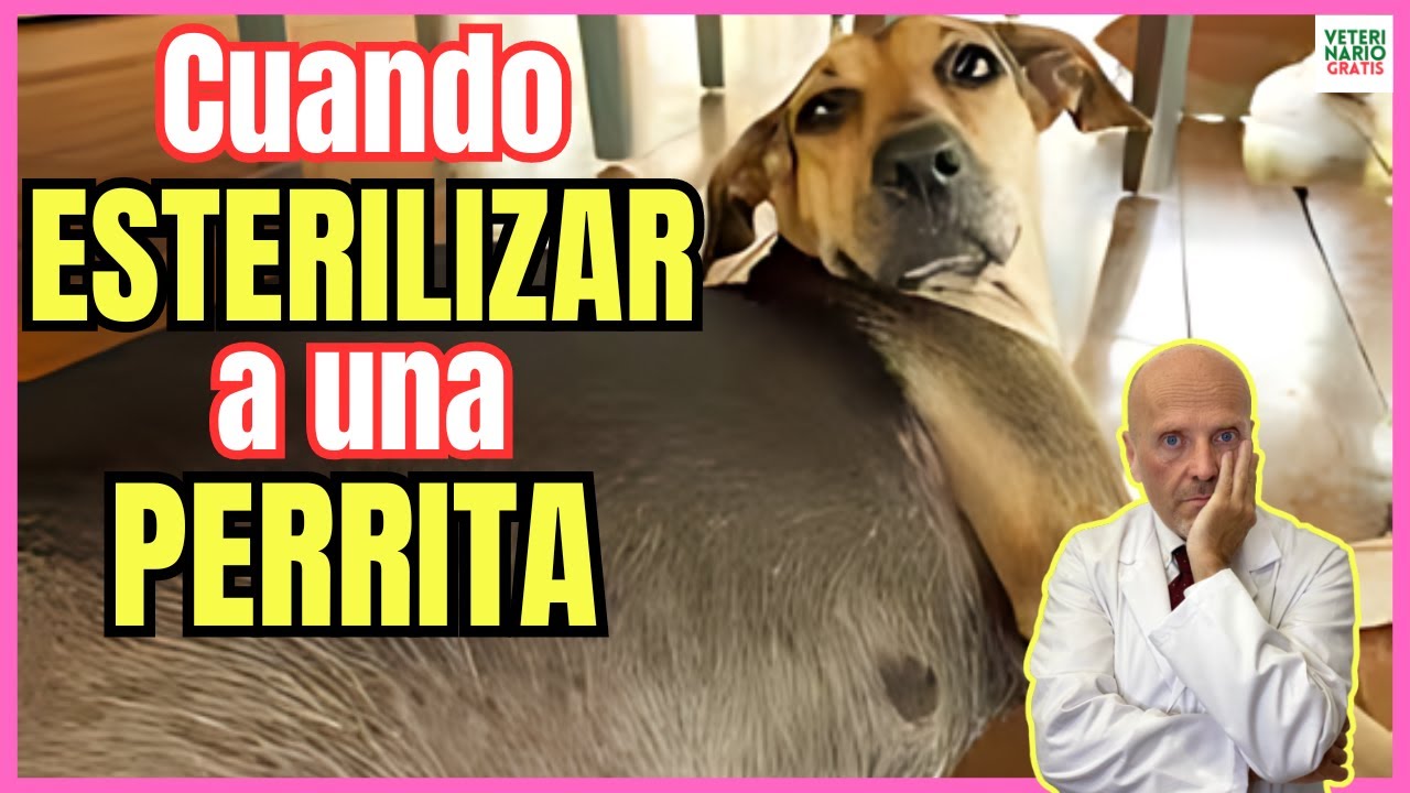 💝 ¿CUANDO ESTERILIZAR A UNA PERRA? RESPONDO A TODAS LAS OPINIONES 💝