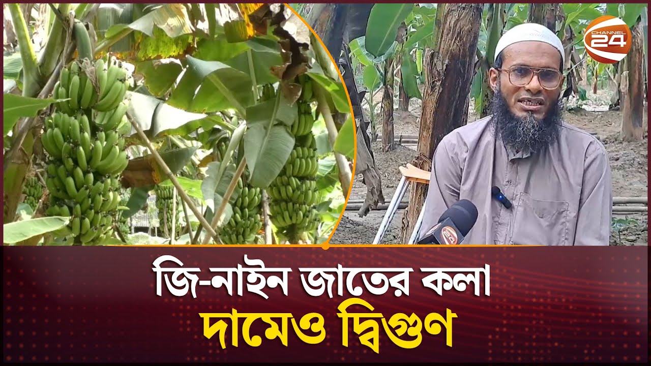 জি-নাইন কলা চাষে সফল শারীরিক প্রতিবন্ধী কৃষক যাদু | G9 Banana Plant | Channel 24