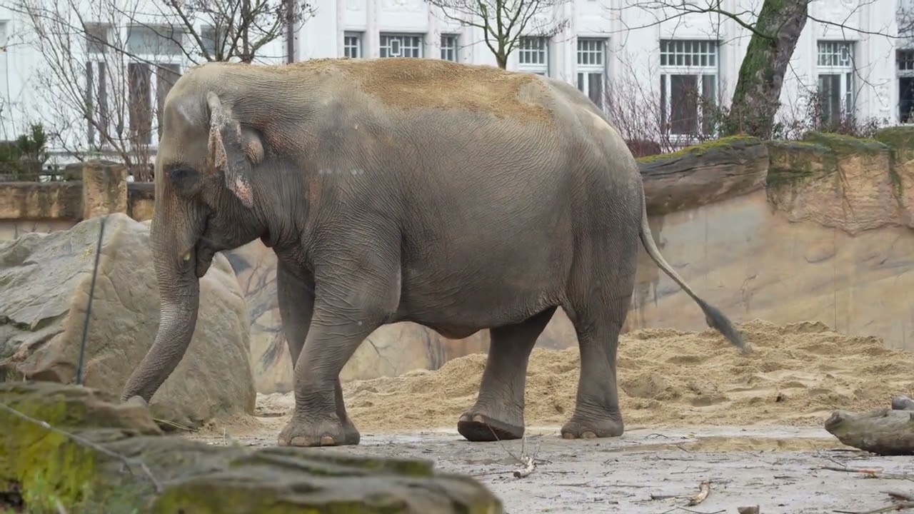 13.02.2026 Zoo Leipzig Asiatische Elefanten