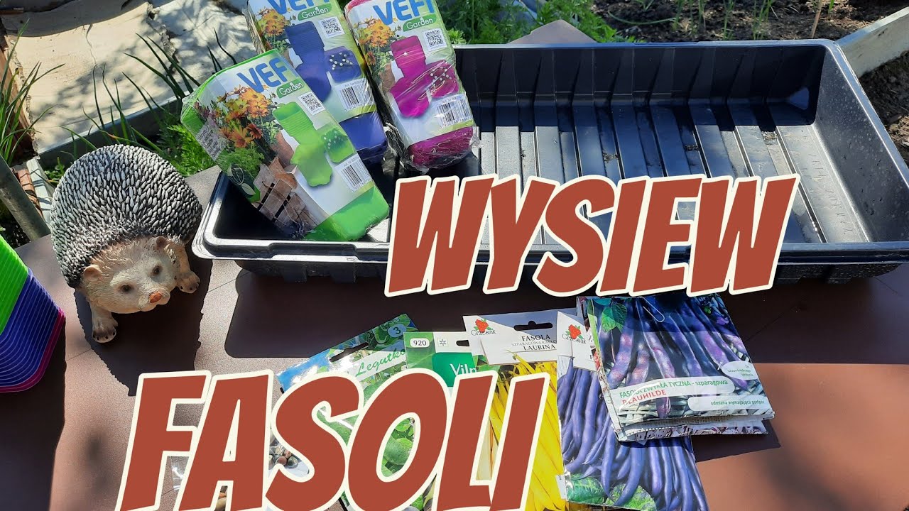 ROZSADA FASOLI KARŁOWEJ I TYCZNEJ 🌱 JAKIE ODMIANY WYBRAŁAM 🌱DONICZKI VEFI