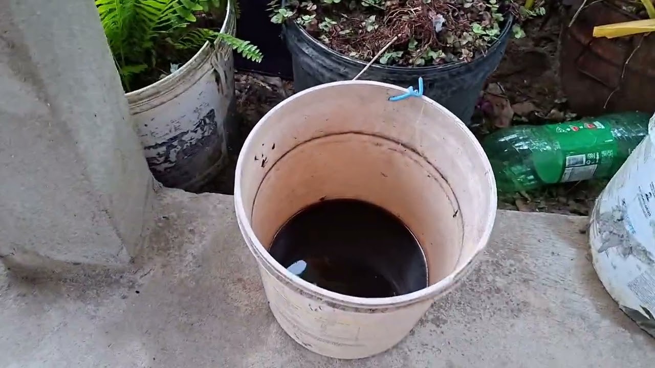 Começando a horta e mostrando as galinhas 🐔 🌱