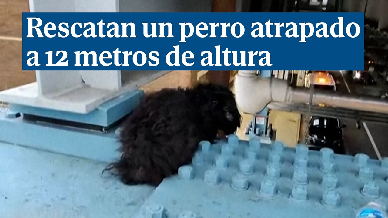 Rescatan un perro atrapado a una altura de 12 metros en una estación de tren