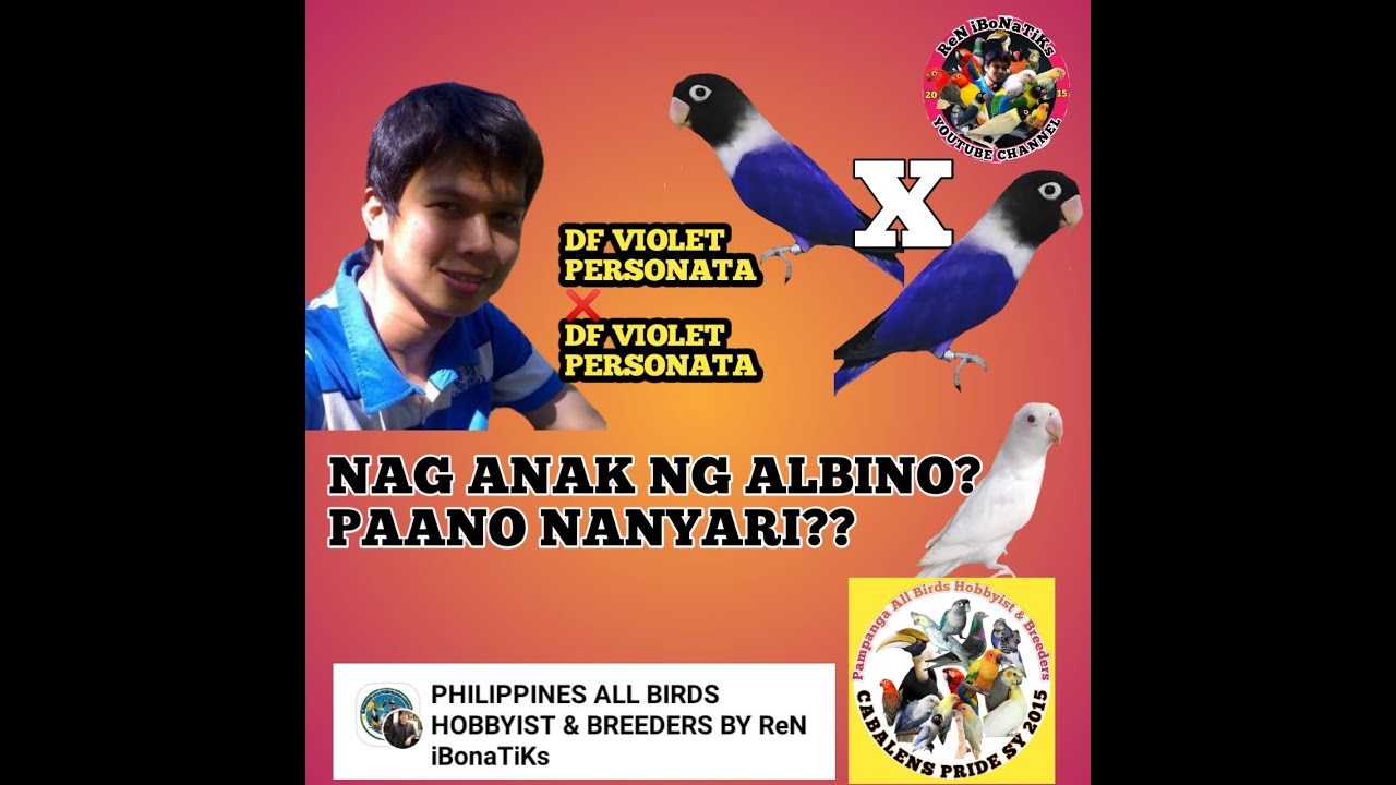 BACK TO BACK DF VIOLET PERSONATA PAIR NAGLABAS NG ANAK NA ALBINO? PAANO ITO NANYARI? ALAMIN!!