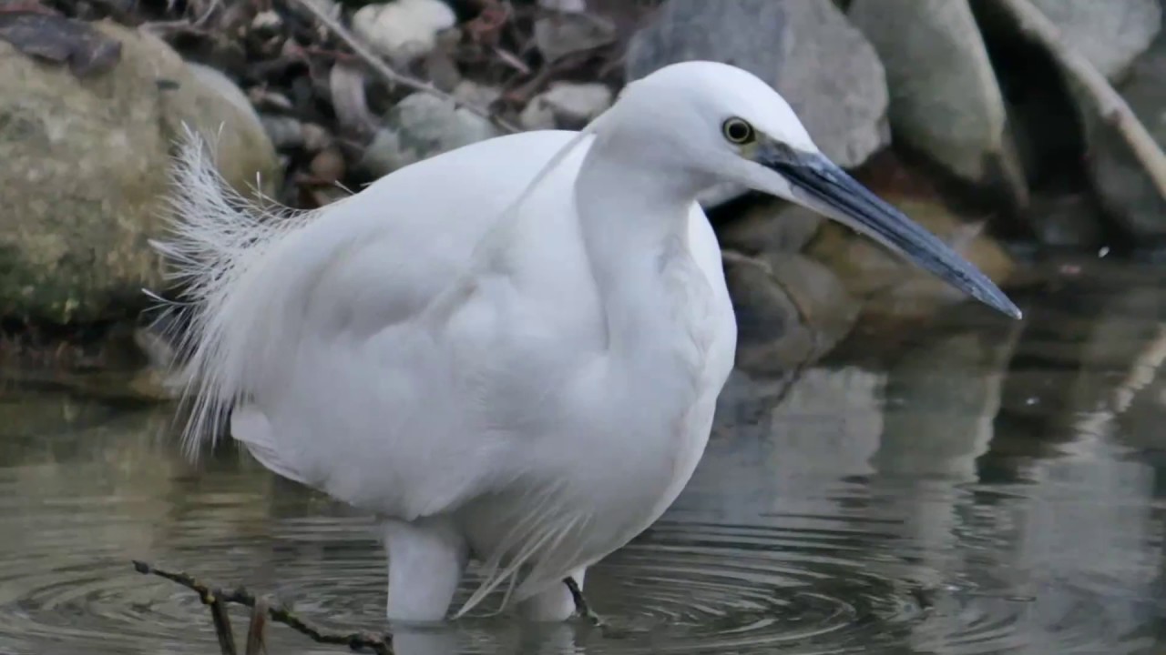 Garzetta (Egretta garzetta)