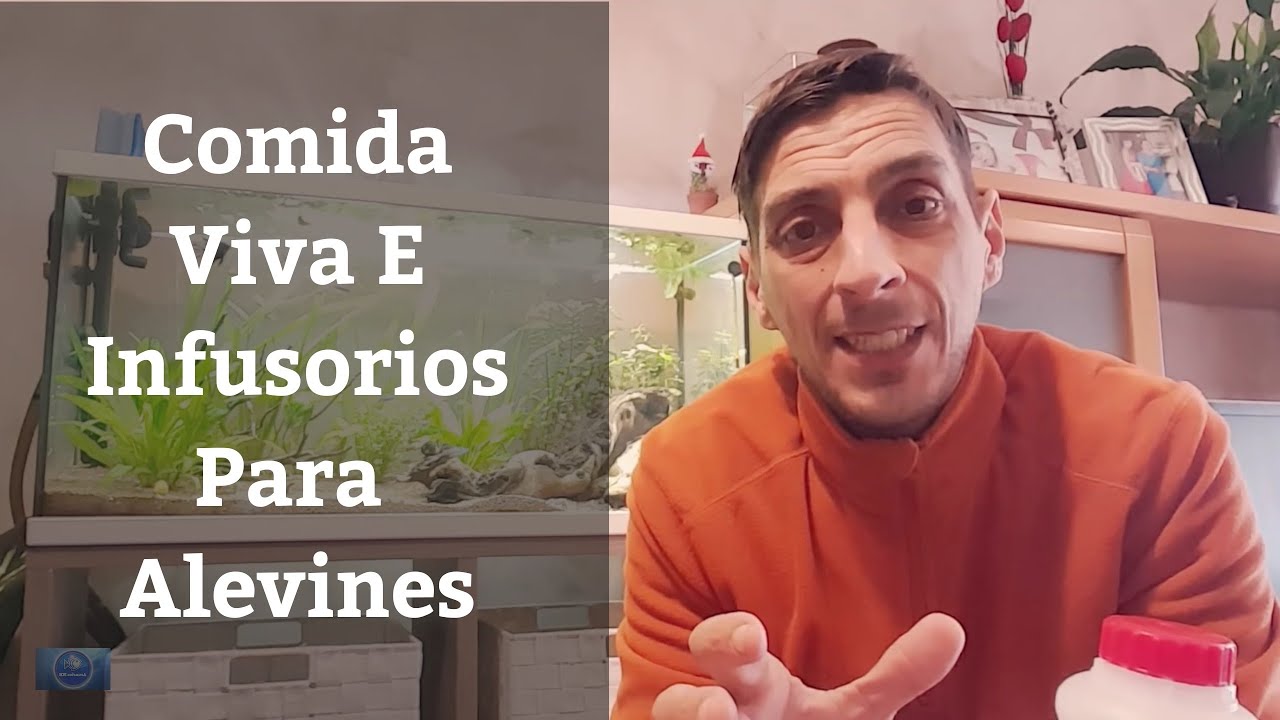 🔵 Alimento Vivo Para Alevines E Infusorios Para Bettas,Como Cuidar Un Pez Betta 1x06 (Acuarios MB)