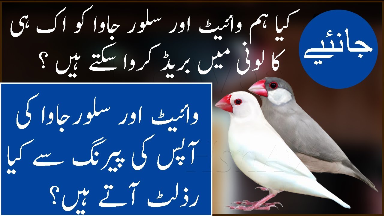 Silver Java and White Java ki Pairing k Results ( Urdu Language )