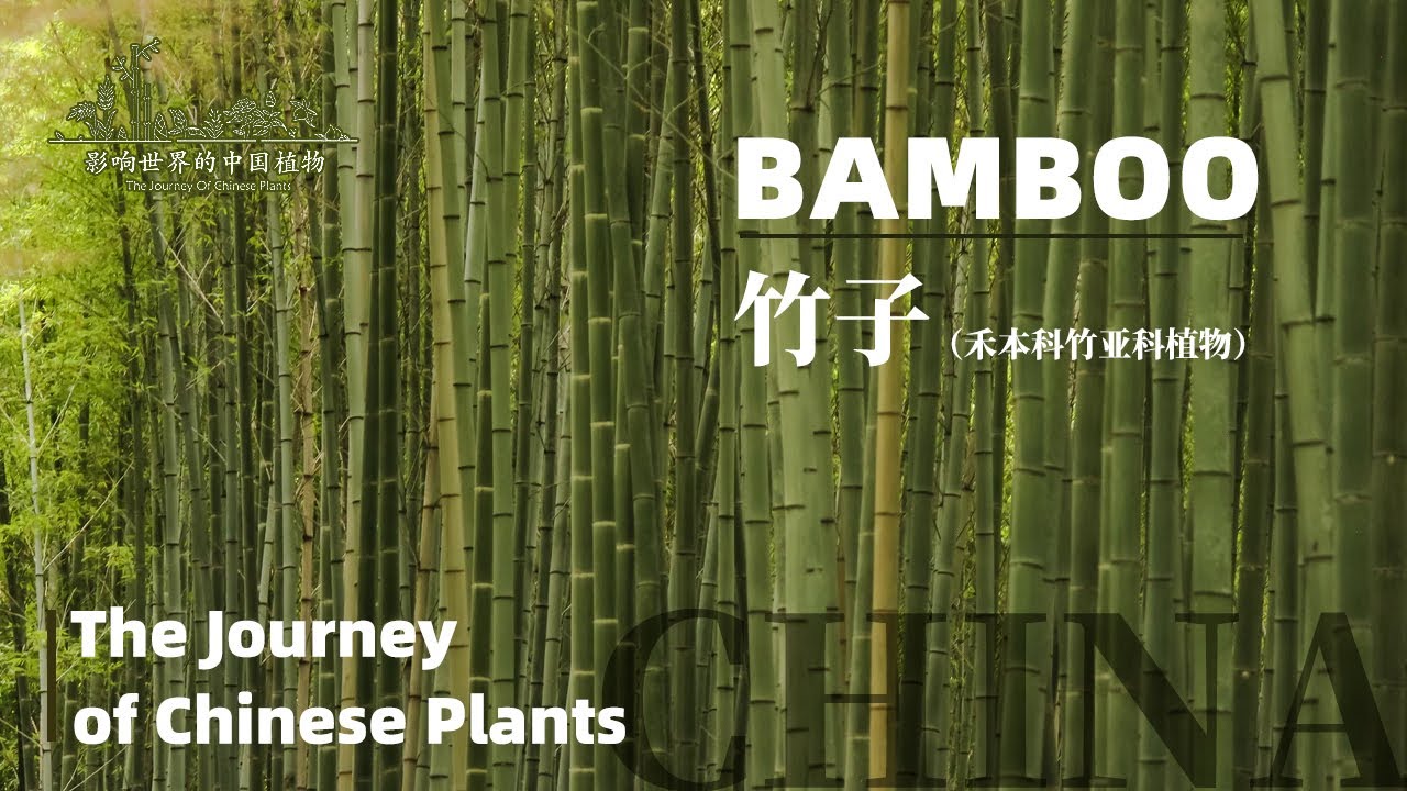The Journey of Chinese Plants BAMBOO | 1080P | 影响世界的中国植物 竹子
