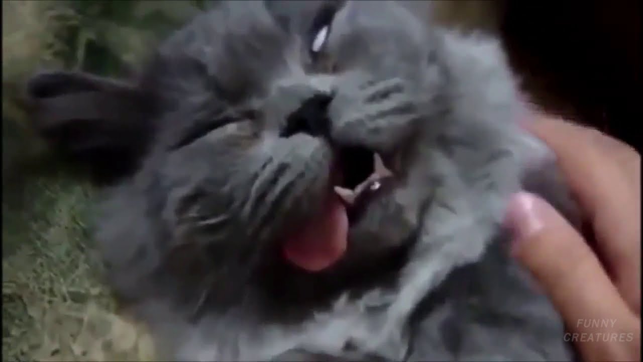 Funny and Cute Cat sleeping in Weird Places Compilation