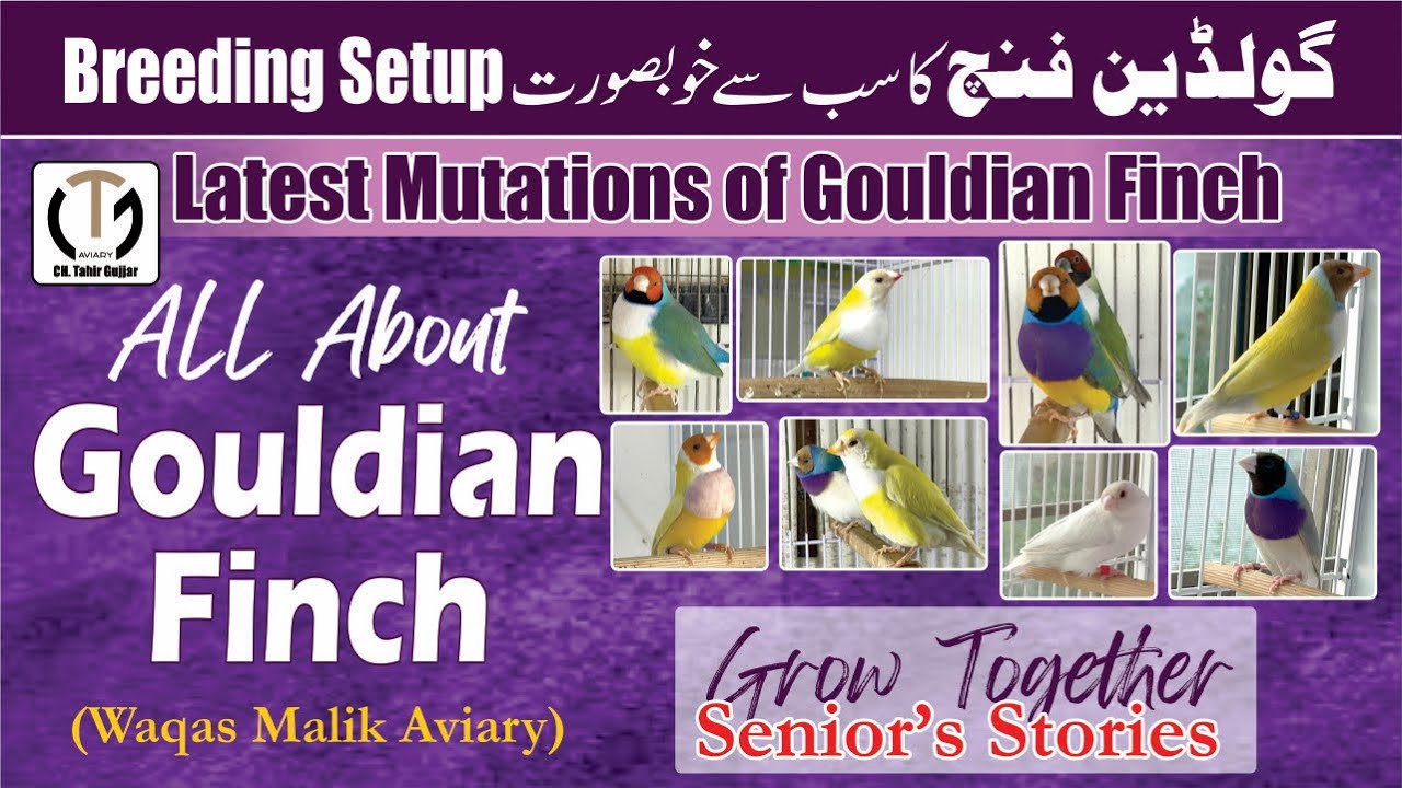 Lady Gouldian Finch Farm In Pakistan | Types & Latest Mutation Of Gouldian Finch | لیڈی گولڈین فنچ |