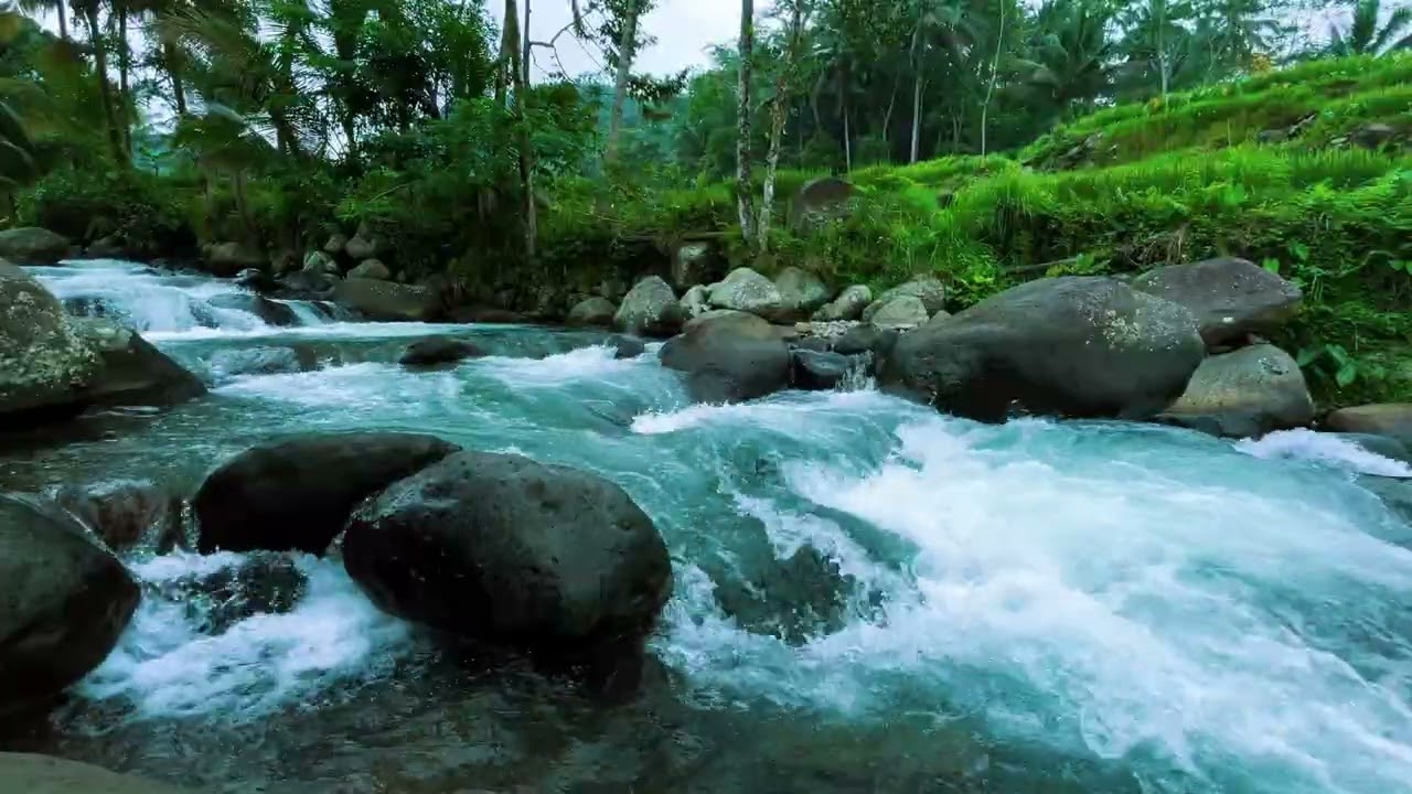 Calming River in the Forest | Sleep Instantly with Water Sounds