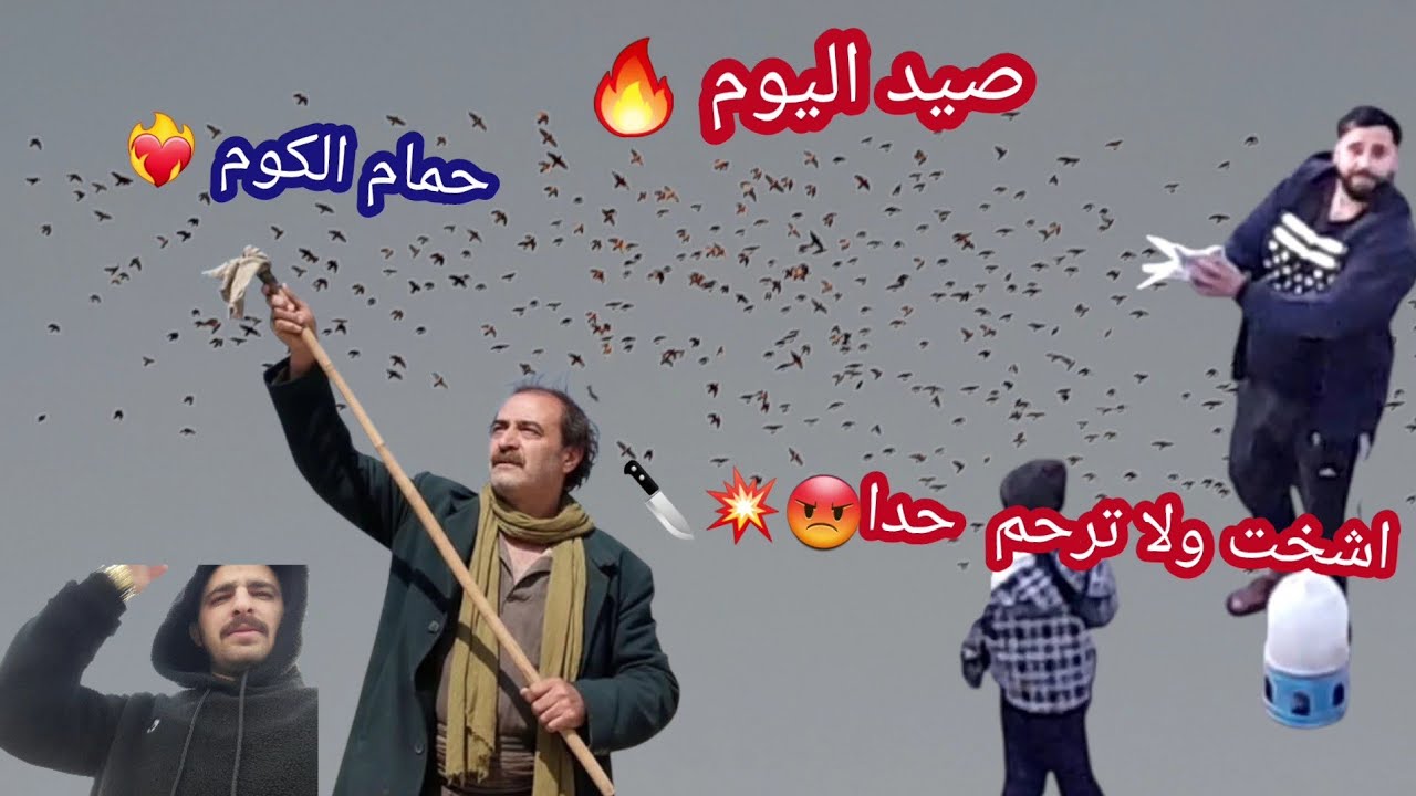 حمام الكوم وصيد اليوم منمر🔥طير محير اشخت ولا ترحم حدا 🪚🔪✂️⚔️