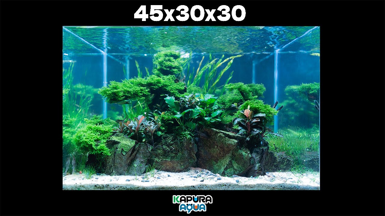 【45cm水槽】レイアウト完成！6ヶ月間の維持と管理【アクアリウム】水草水槽