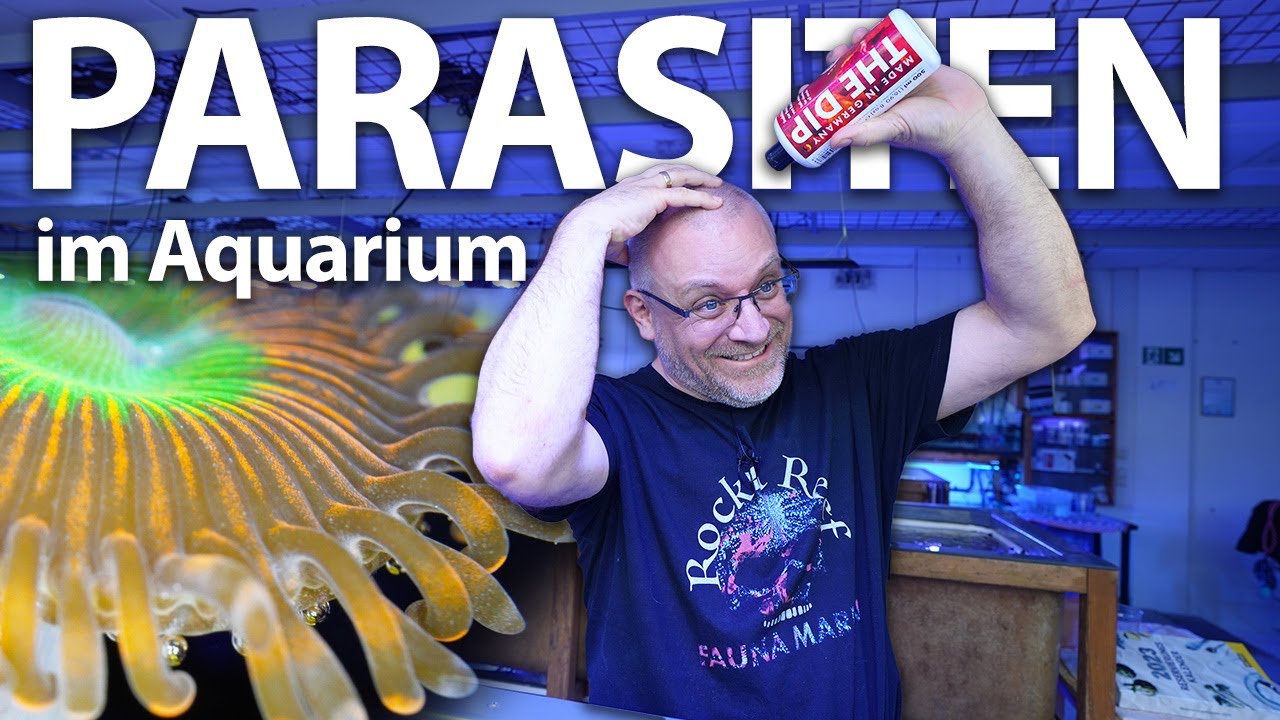 PARASITEN im MEERWASSERAQUARIUM?! - Der richtige Umgang