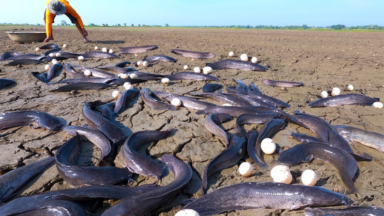 Technique Fishing! today catch a lot of fish & pick duck eggs at rice field by best hand