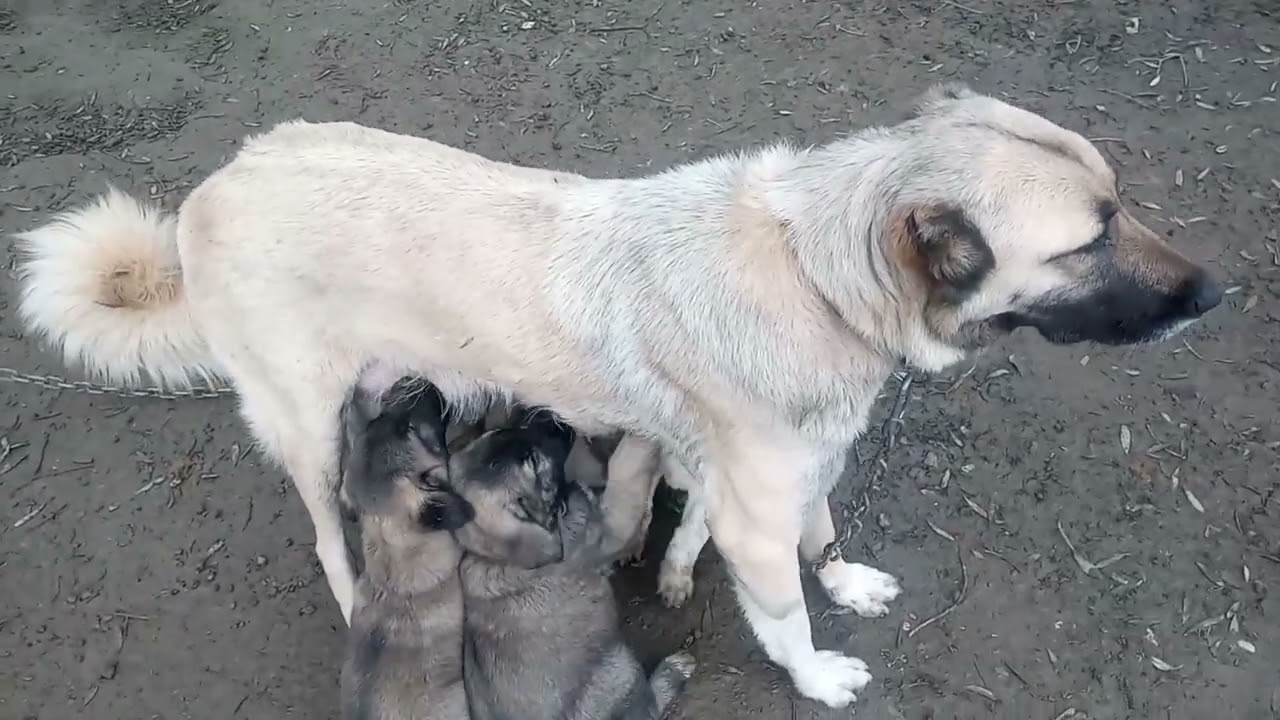 KUZULARIM BÜYÜYOR 45 GÜNLÜK OLDULAR