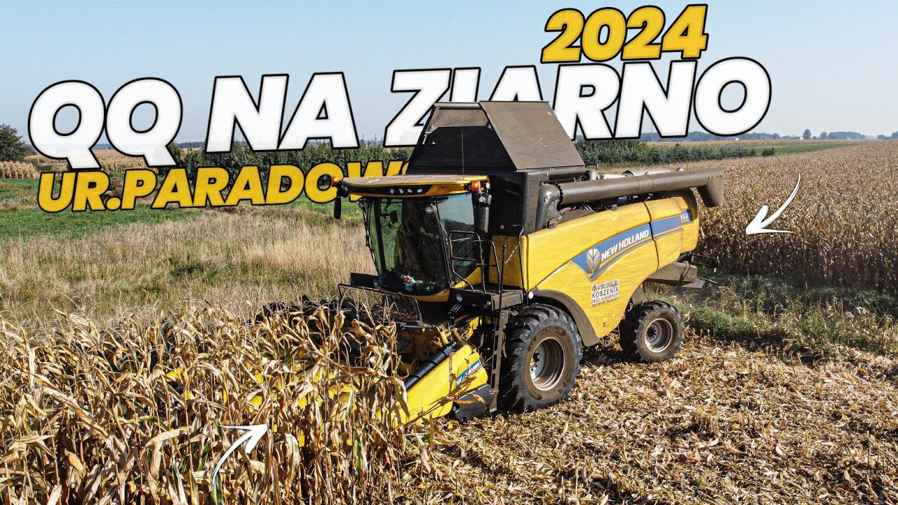 ✓Pierwsi We Wsi?!✓Koszenie Kukurydzy Na Ziarno 2024✓New Holland Cx 6.80✓U.R Paradowski✓