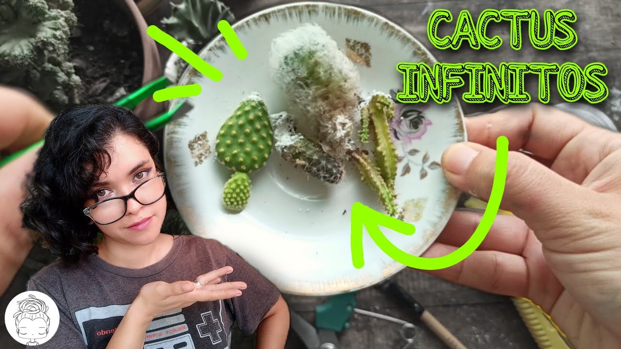 4 MÉTODOS EFECTIVOS para reproducir cualquier cactus 🌵✨🌵✨🌵 multiplica tus cactus x100