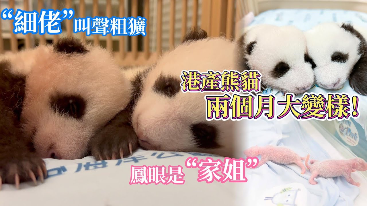 港產熊貓兩個月大變樣！“家姐”是鳳眼　“細佬”叫聲粗獷