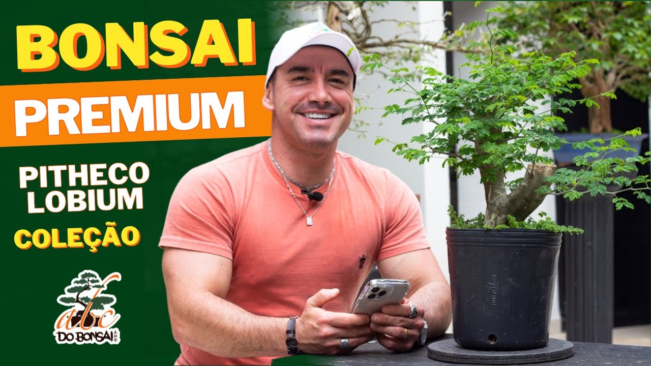 TRABALHANDO BONSAI PREMIUM DE PITHECOLOBIUM | COLEÇÂO