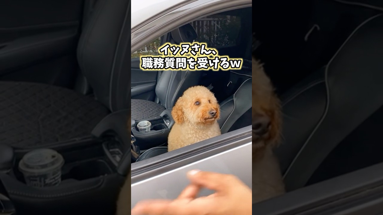 イッヌの動画見てニヤけたら負けwww 