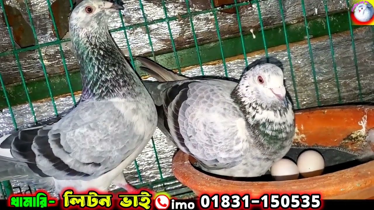 খুবিই কমদামে অর্জিনাল রাজগোল্লা গড়ড়া লাহরী সিরাজী ও ধামাসি কবুতর | সেরা জাতের কবুতর কিনুন খামার থেকে