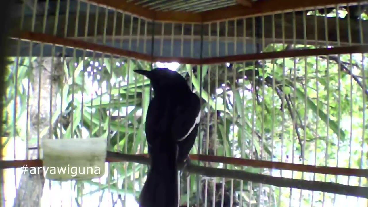 Suara KACER gacor NYANTAI, Tapi langsung DISAUT Lawan Ngikut GACOR