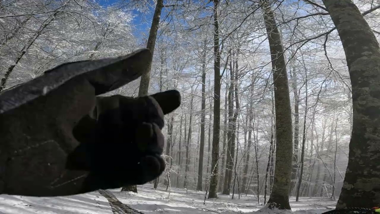 Burdindogi 2026.01.24: Frozen-MagnuCarbo II
