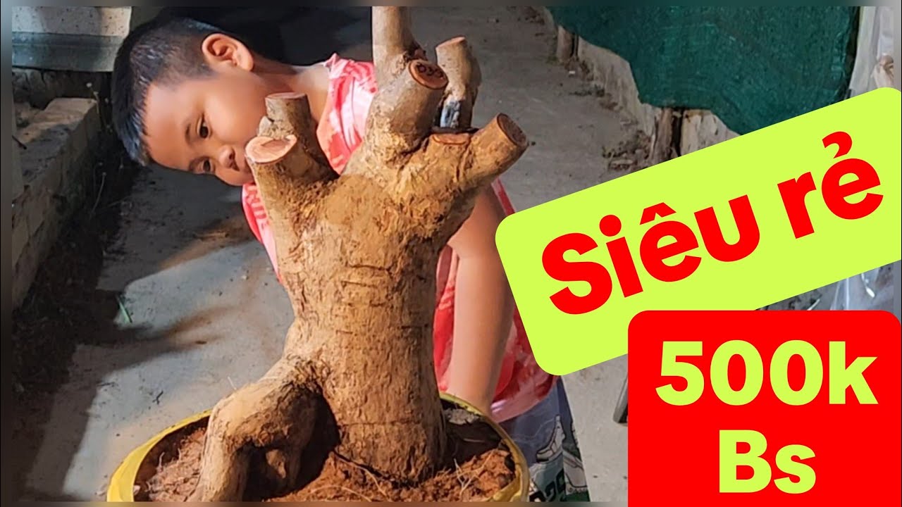 Ngày 26/2 Lô mai rừng 'siêu rẻ ' chỉ từ 500k (bao ship) cây bầu rin, tay cành đẹp, mời cả nhà xem