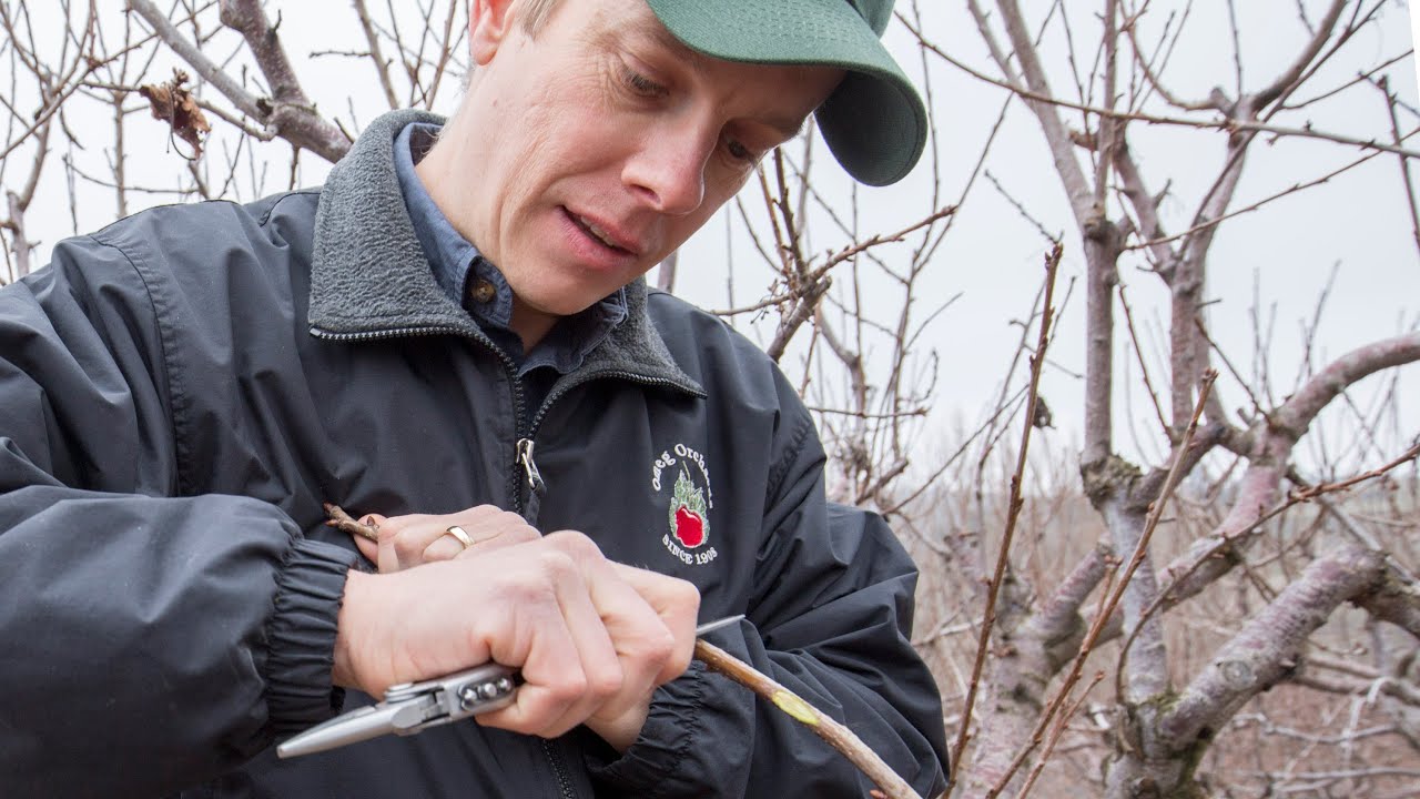 Identify and prune freeze damaged trees